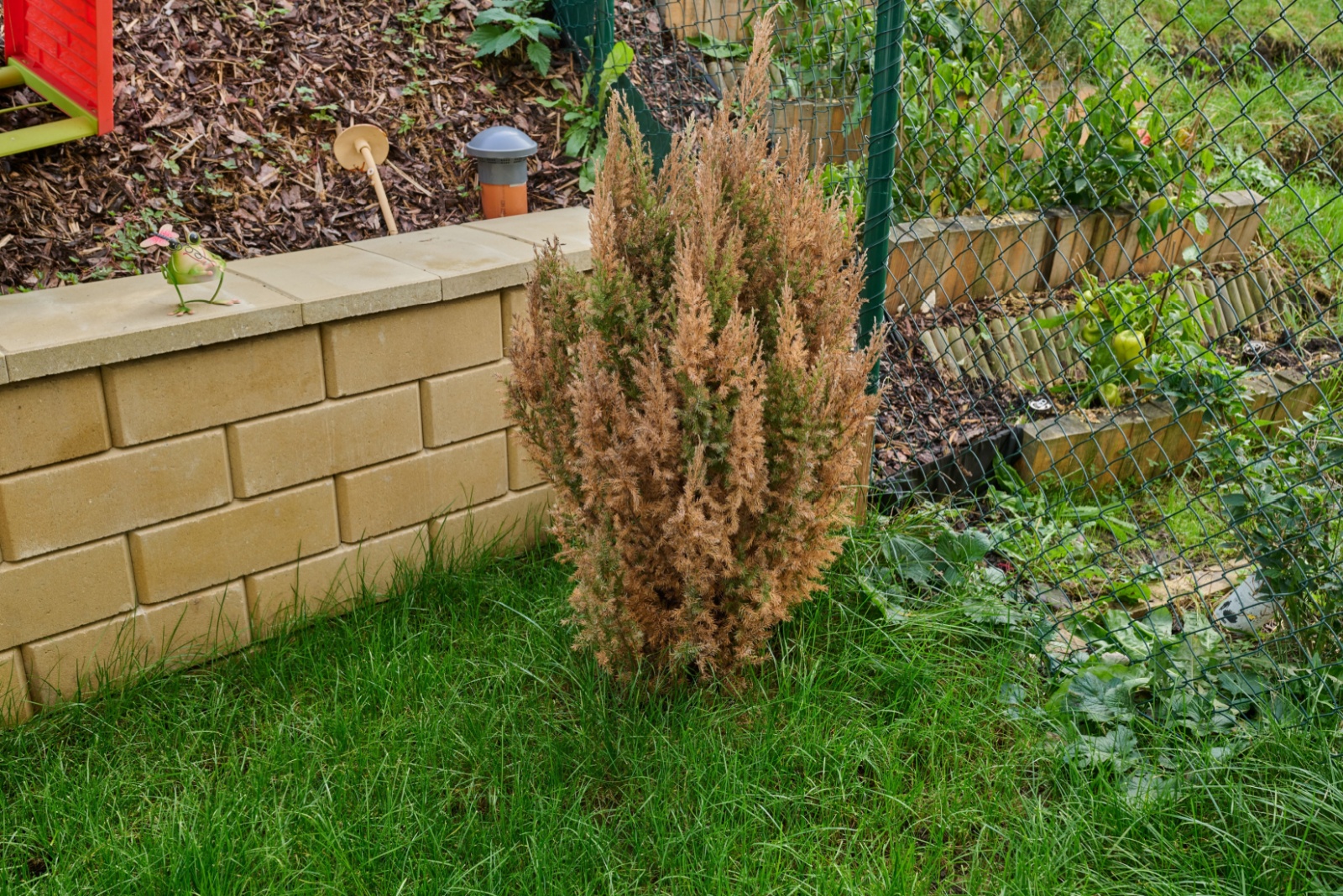 How To Protect Evergreen Shrubs In Colorado From Harsh Winter Burn