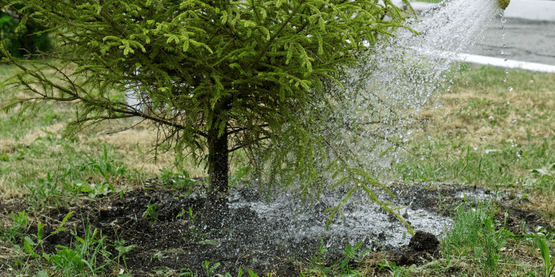 Water Deeply Before The Ground Freezes