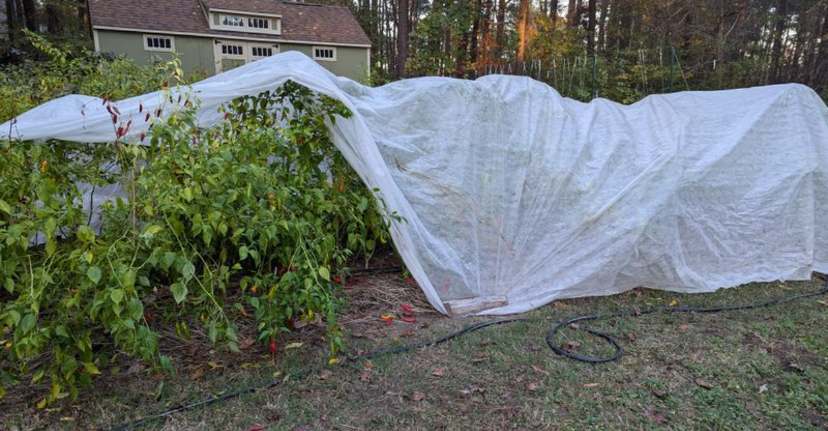 How To Protect Leafy Greens For Winter Harvests In Washington State
