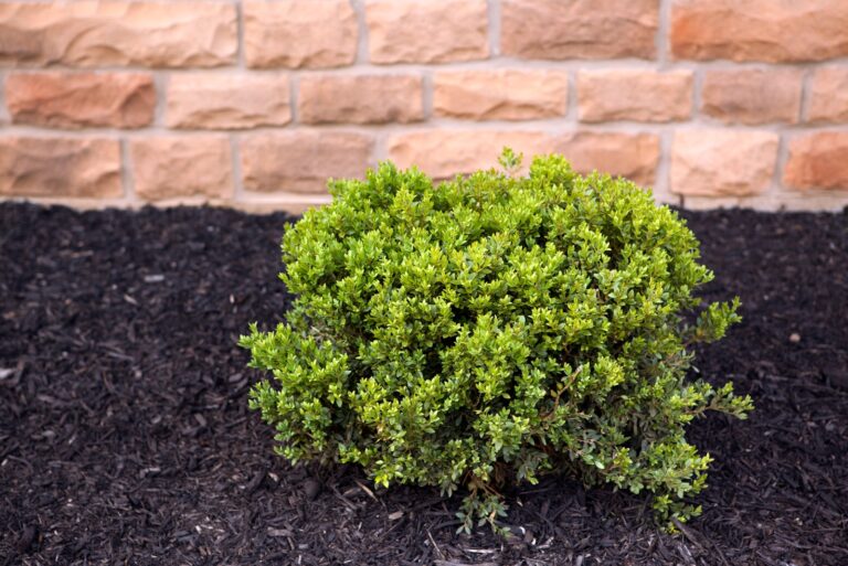 evergreen shrub mulched