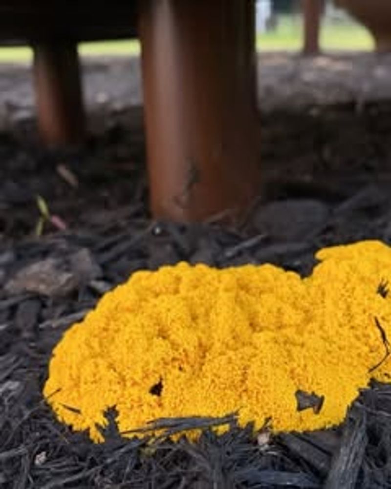 Why Experts Expected This Appearance