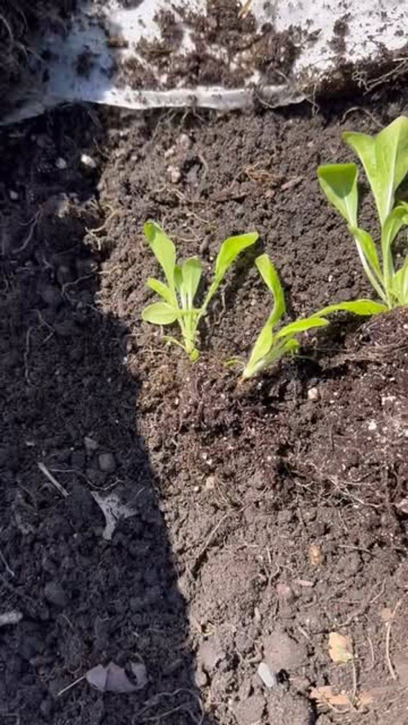 How Seeds Start Growing Inside The Snail Setup