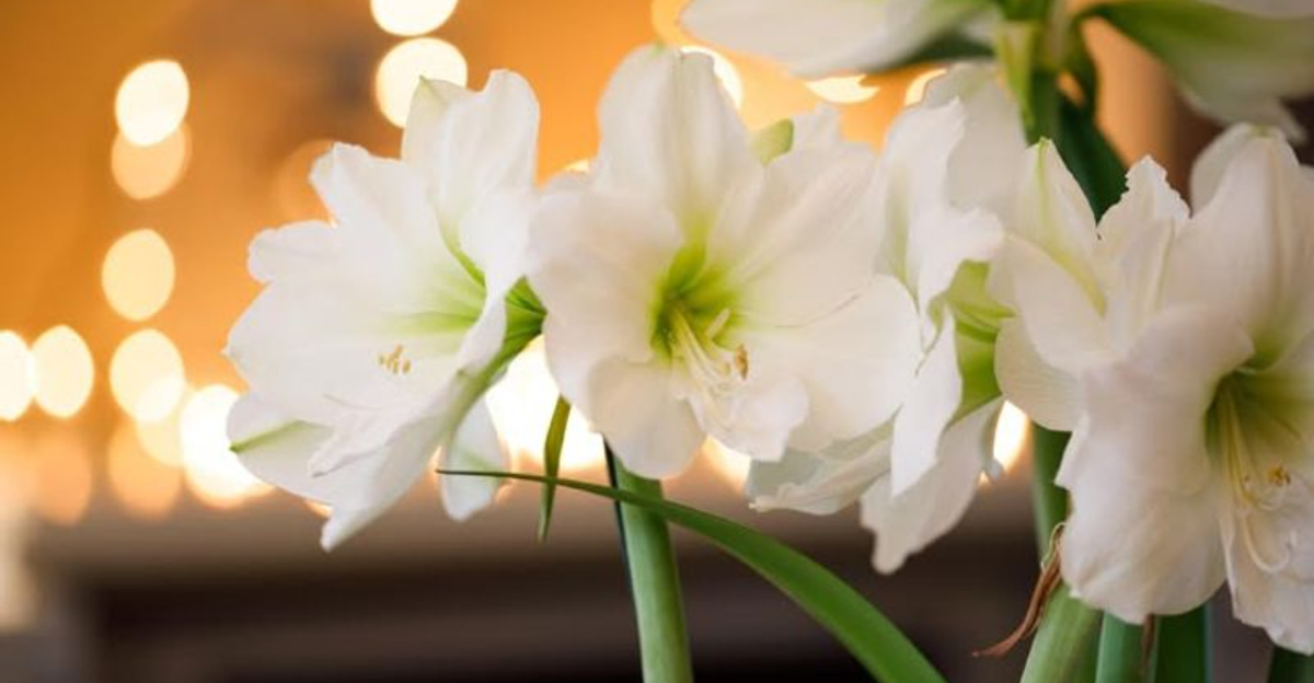 How To Save A Dropping Amaryllis Before It Collapses In North Carolina