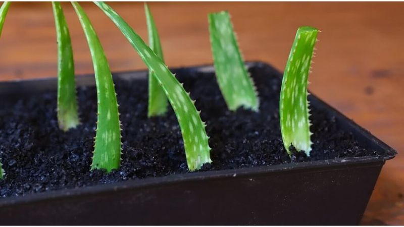 Stop Watering Immediately And Assess The Damage