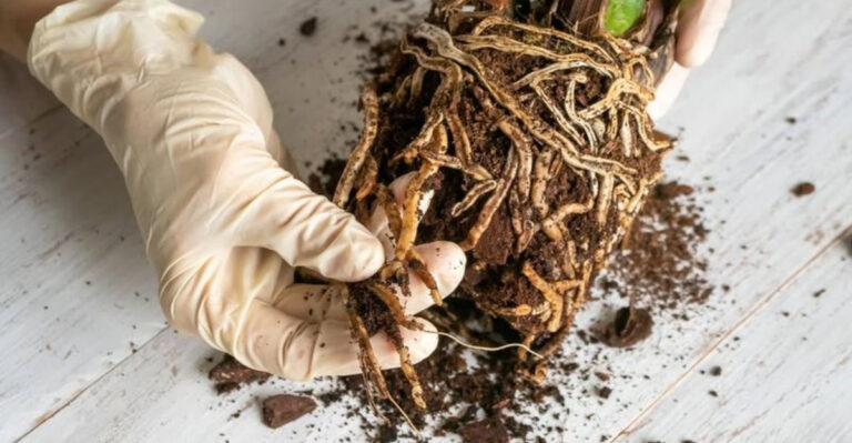gardener inspects houseplant roots