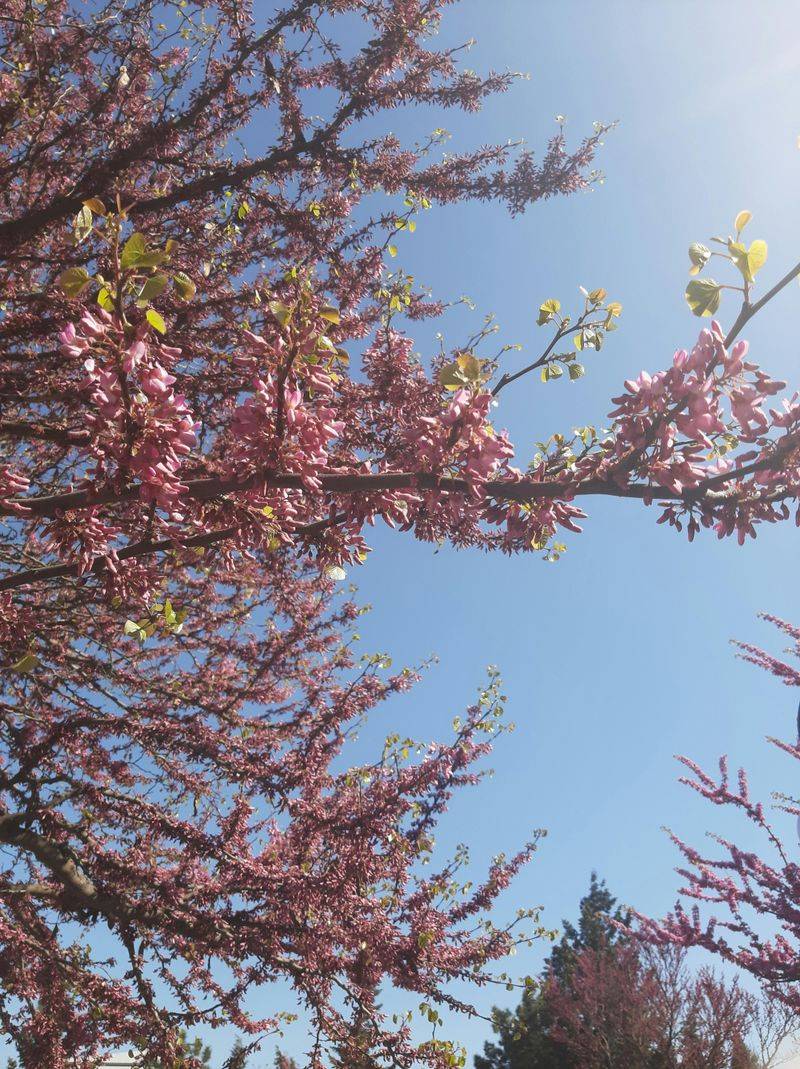 What To Expect From Your Redbud In Early Spring