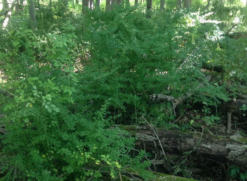 Your Yard May Be Encouraging Its Spread