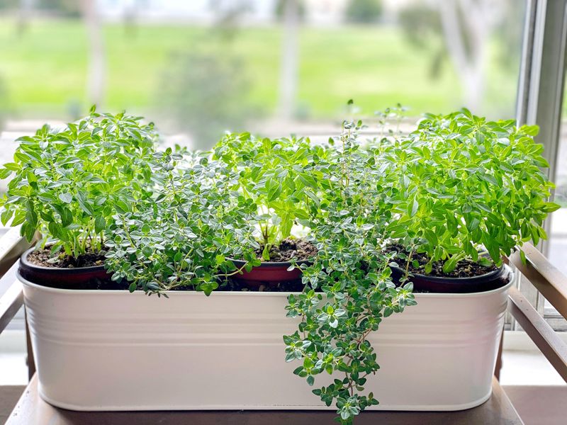The Easiest Herbs That Love A Cozy Indoor Spot