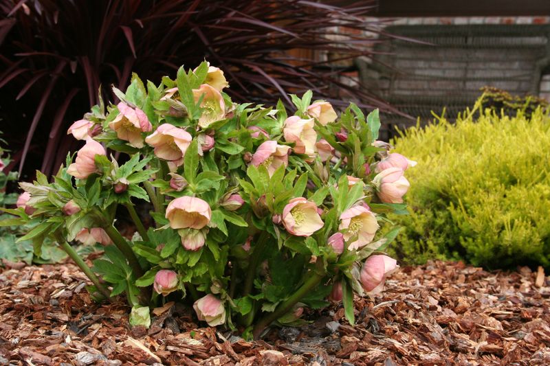 Choose The Right Planting Location For Your Hellebores