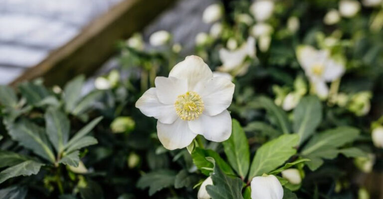 hellebores