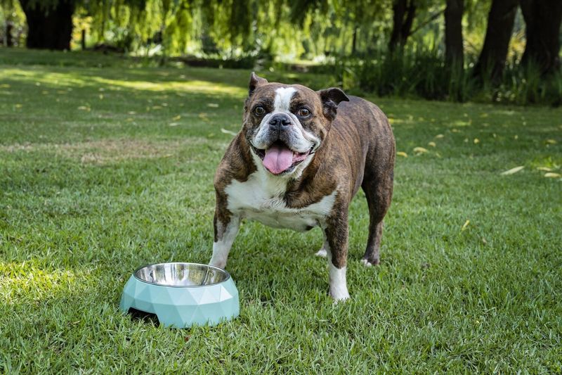 Scattered Or Missing Pet Food