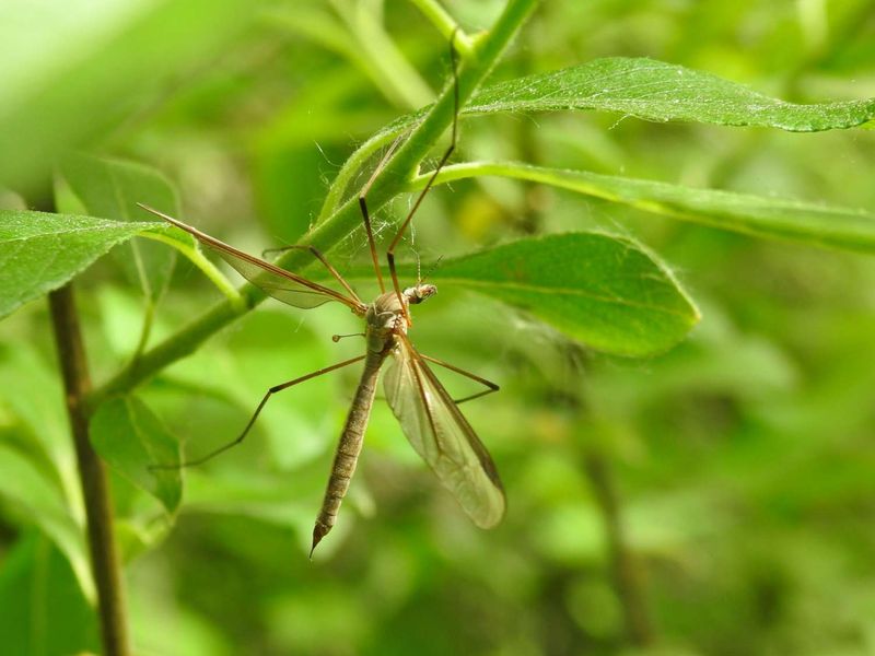 Crane Flies Cannot Bite People Or Pets