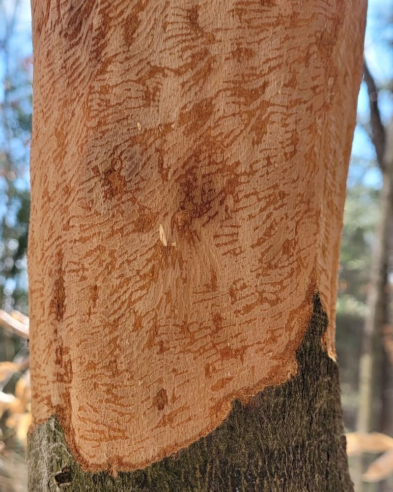 Chewed Bark On Trees And Shrubs