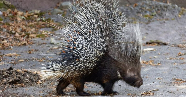 porcupine