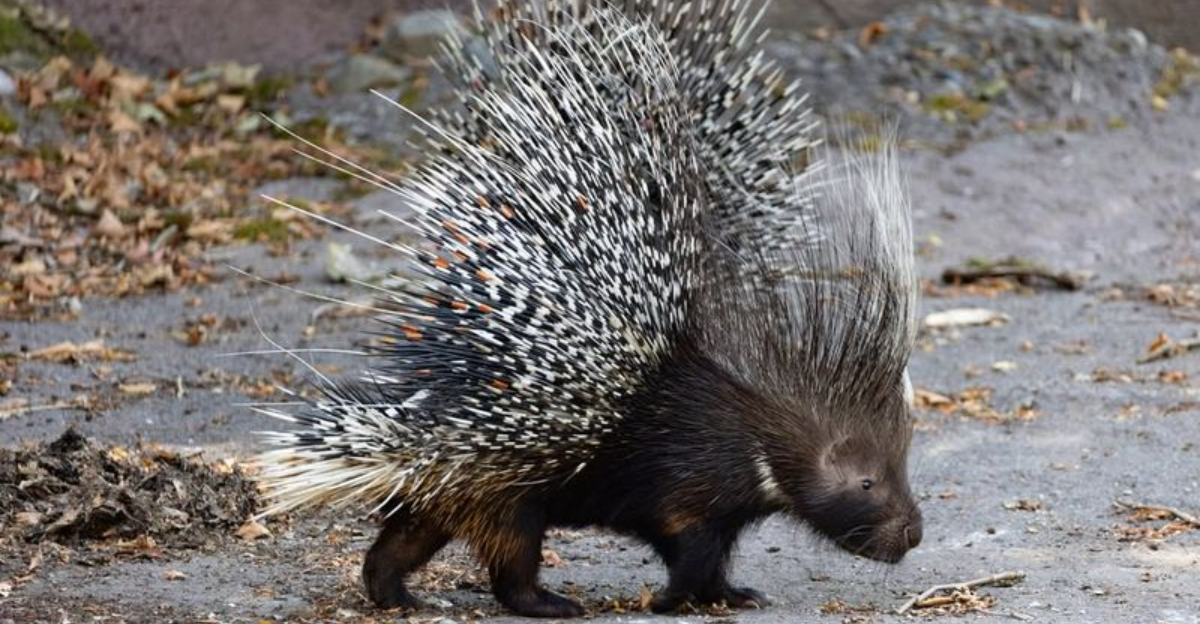 How To Tell A Porcupine Is Living Near Your Maine Garden