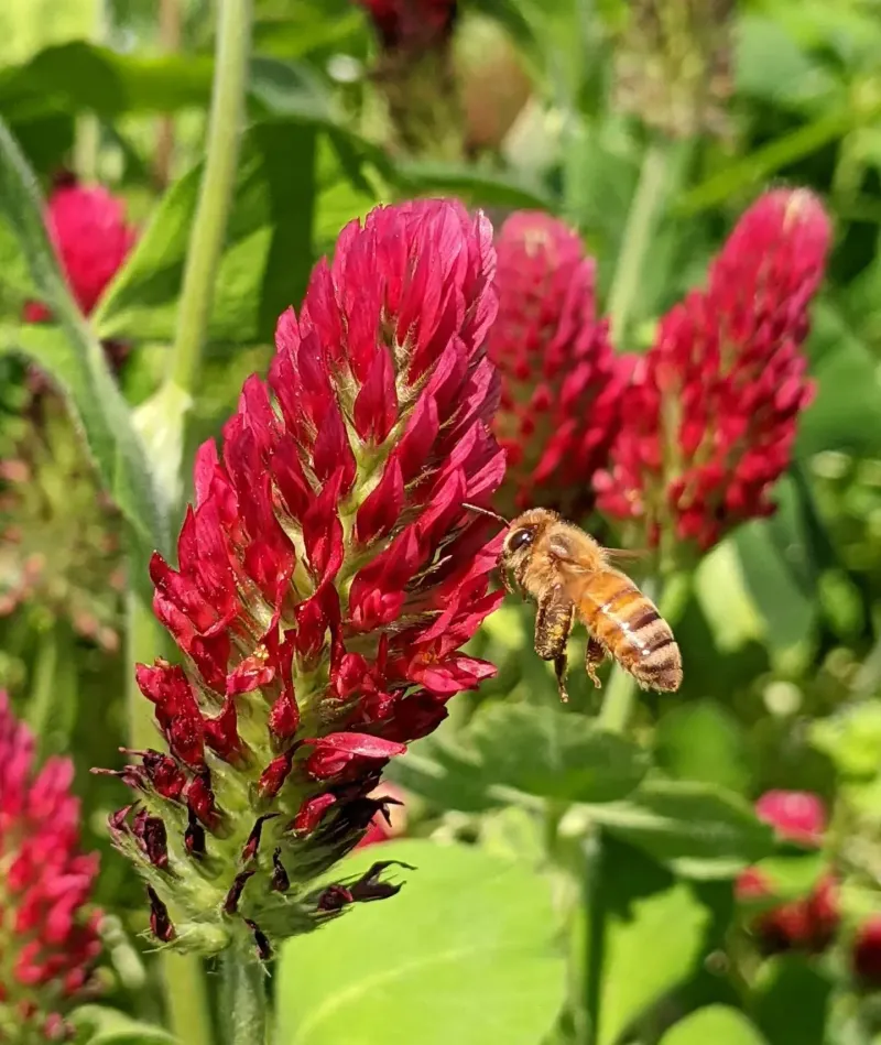 Pollinator Benefits That Come With Crimson Clover Blooms