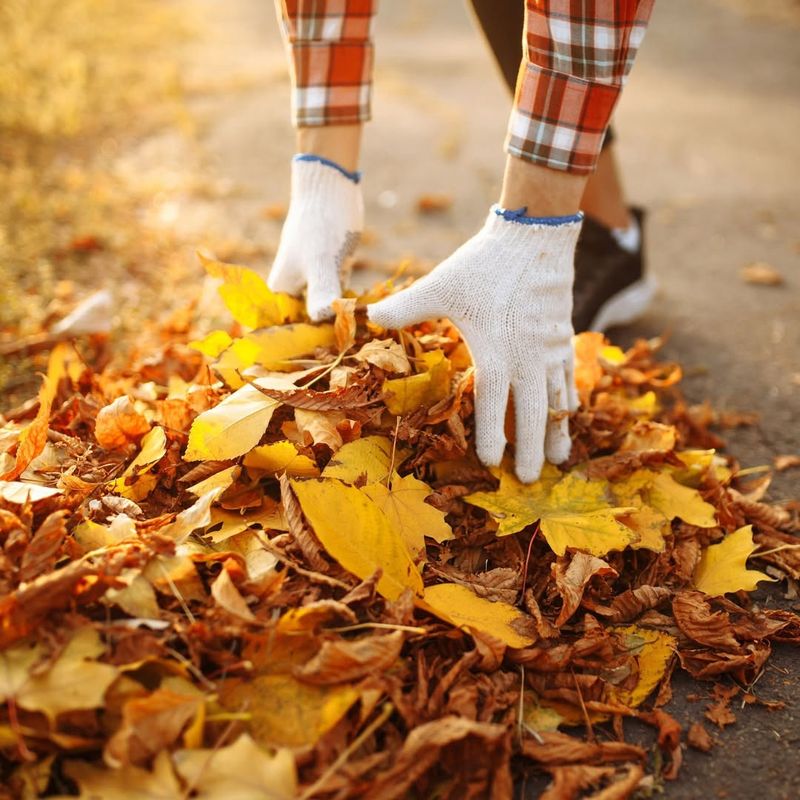 Collect Fallen Leaves Throughout Autumn Months