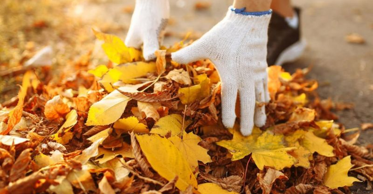 How To Use Leaf Mold To Improve Garden Soil In Wisconsin