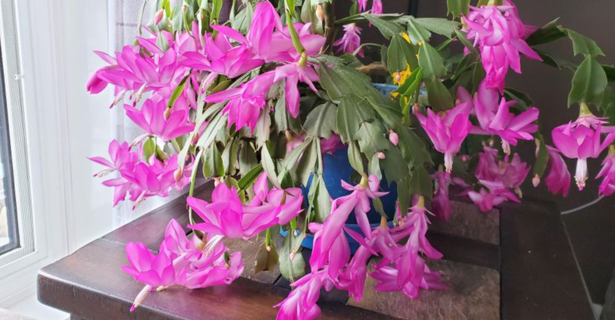 Christmas cactus (featured image)
