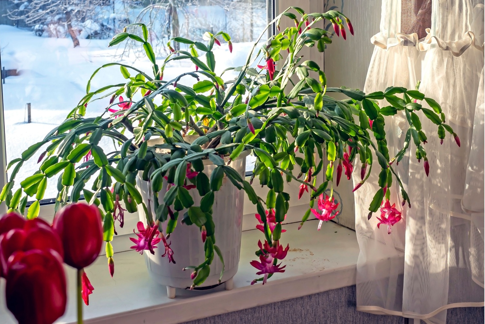 How To Water A Christmas Cactus In Michigan So It Thrives All Winter