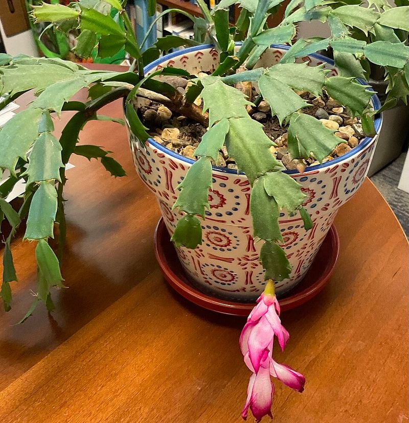 Understanding Your Christmas Cactus