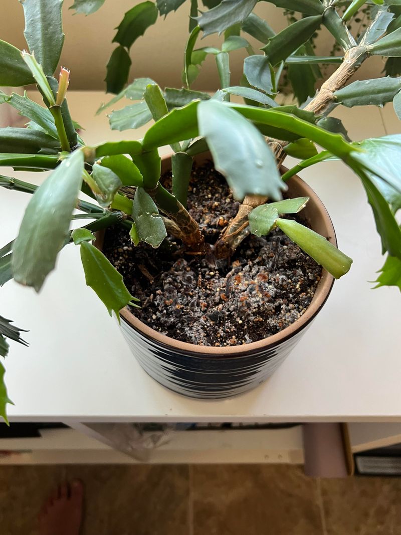 Check Soil Moisture Before Each Watering Session