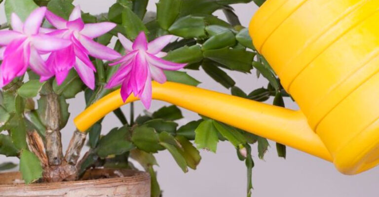 watering a christmas cactus