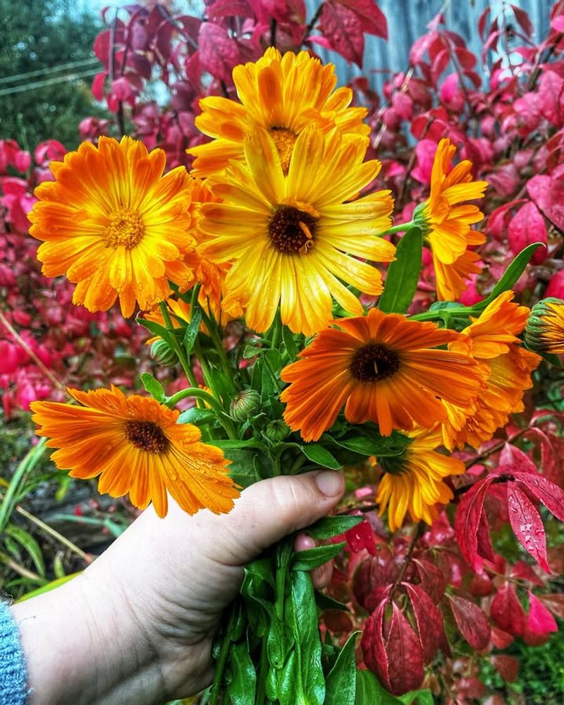 Choose Cold-Hardy Flower Varieties That Thrive In Virginia's Climate