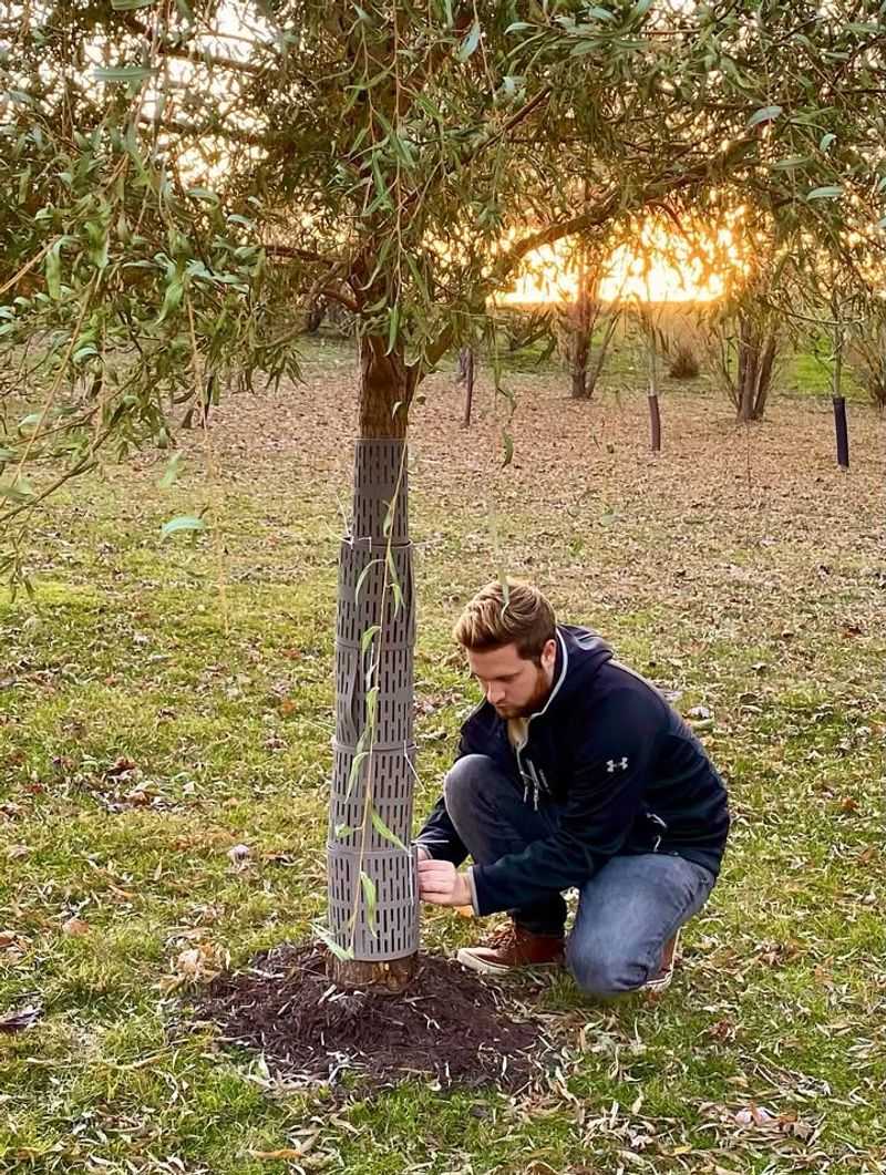 Wrap The Trunk With Tree Guards
