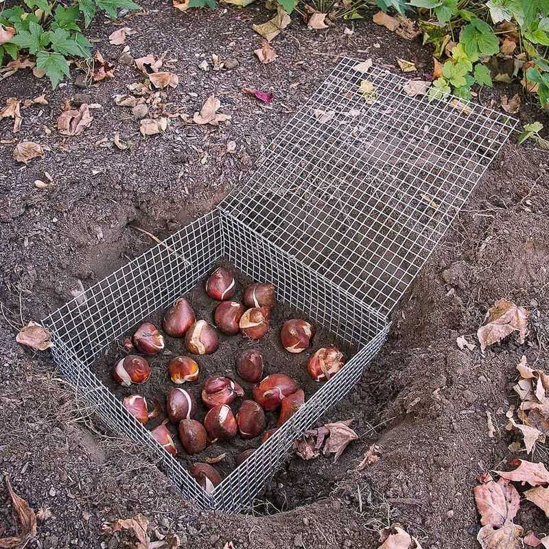 Plant Bulbs Inside Wire Mesh Cages