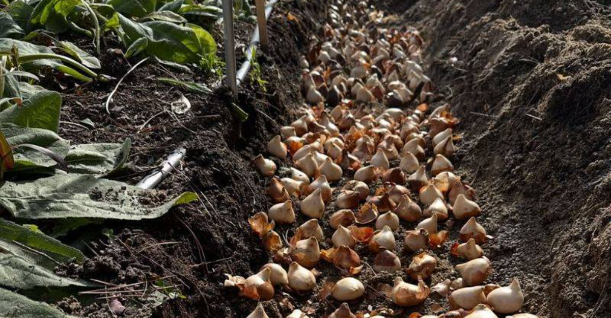 How Virginia Gardeners Keep Spring Bulbs Safe From Curious Moles