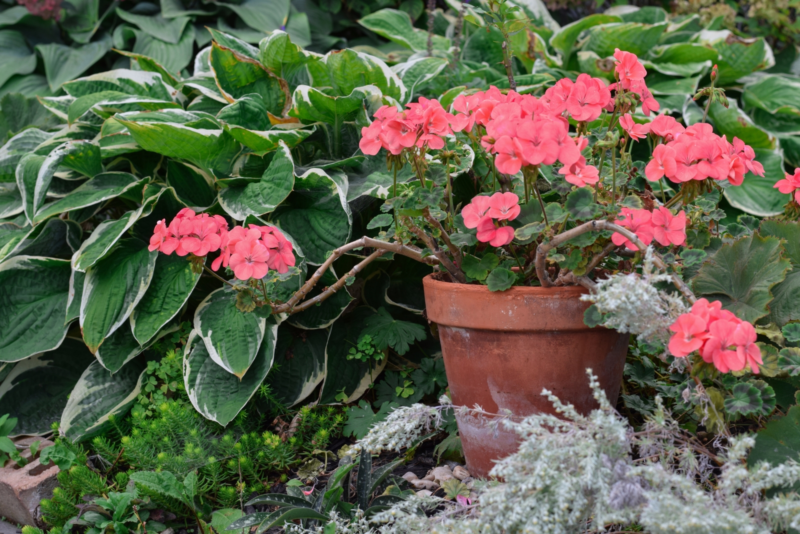 How Virginia Gardeners Overwinter Their Tender Perennials For Spring Success