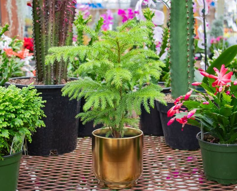 Proper Watering Schedules Keep Roots Healthy