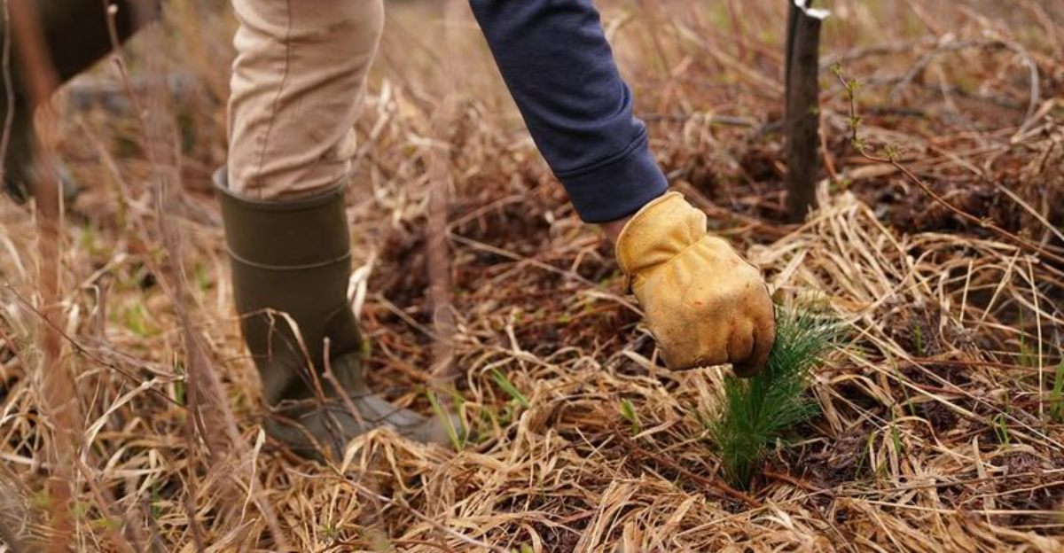 How Warmer Winters Are Shifting Garden Soil In Minnesota
