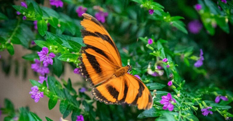 butterfly on a purple flower