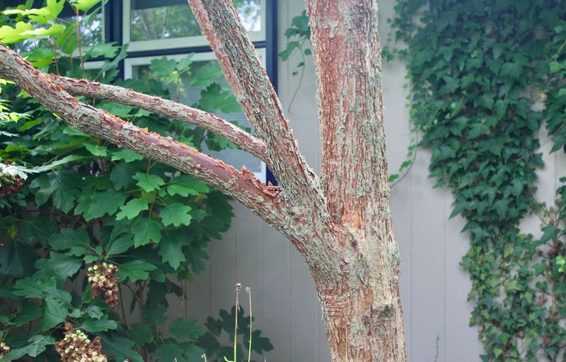 Which Young Trees Need Wind Protection The Most