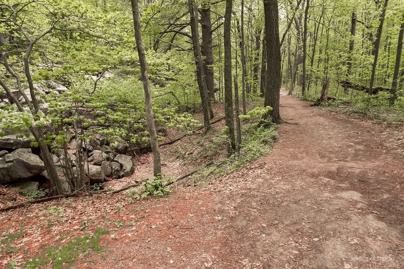 Choose Native Wisconsin Trees