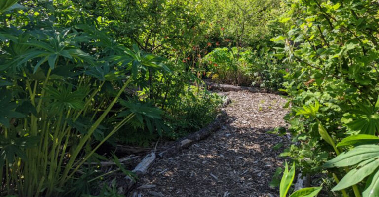 garden (featured image)