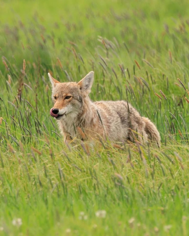 Dug-Up Areas In Gardens Or Lawns