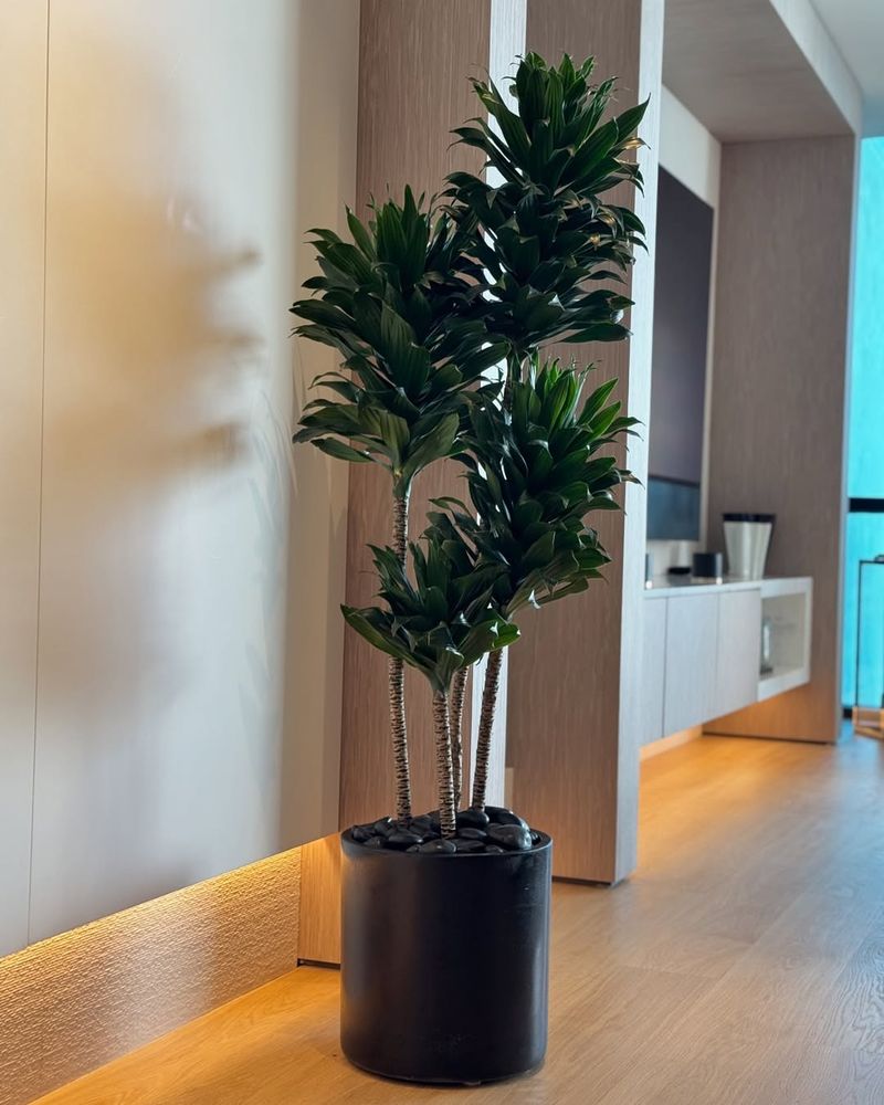 Dracaena Janet Craig Or Dracaena Warneckii