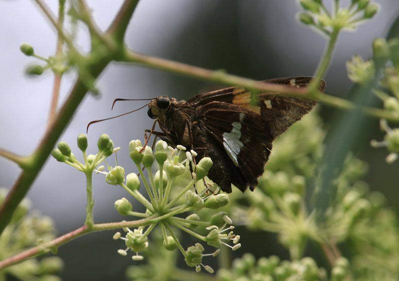 Its Ecological Value Protects It From Removal