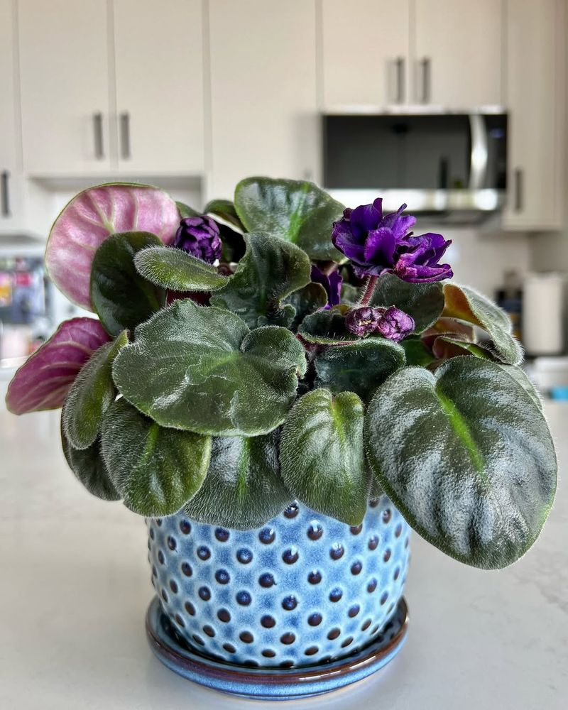 Temperature Stability Supports Healthy Growth