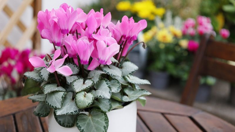 Fertilizing Schedule Changes During Winter Months