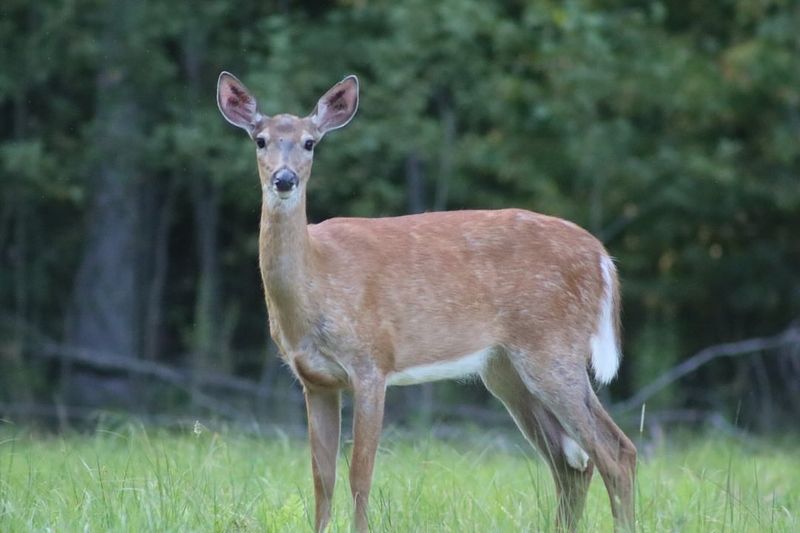Deer Teach Gentleness and Grace