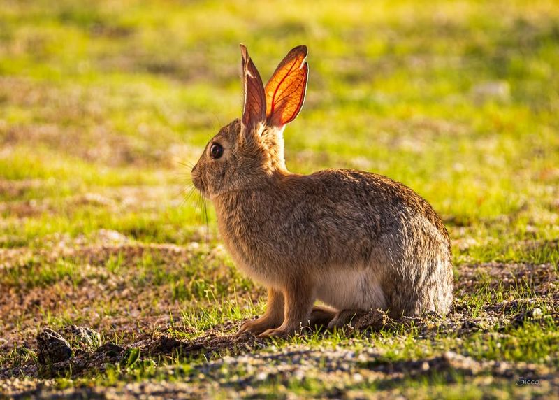 Rabbits Representing Gentle Abundance