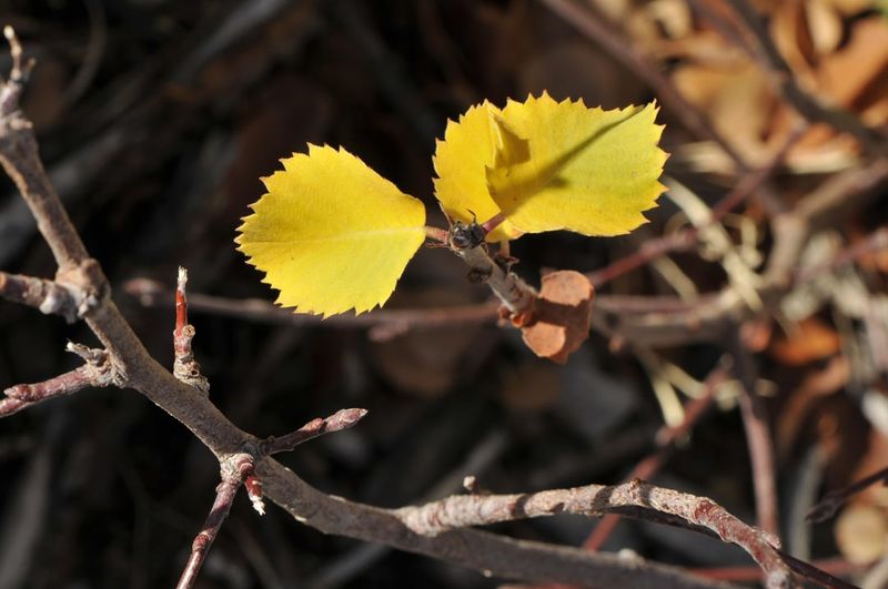 Soil pH Imbalance Affecting Nutrient Absorption