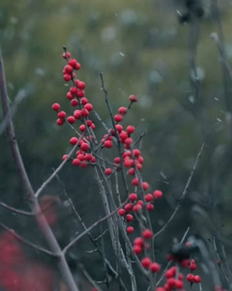 Male Winterberry Plants Produce No Berries At All