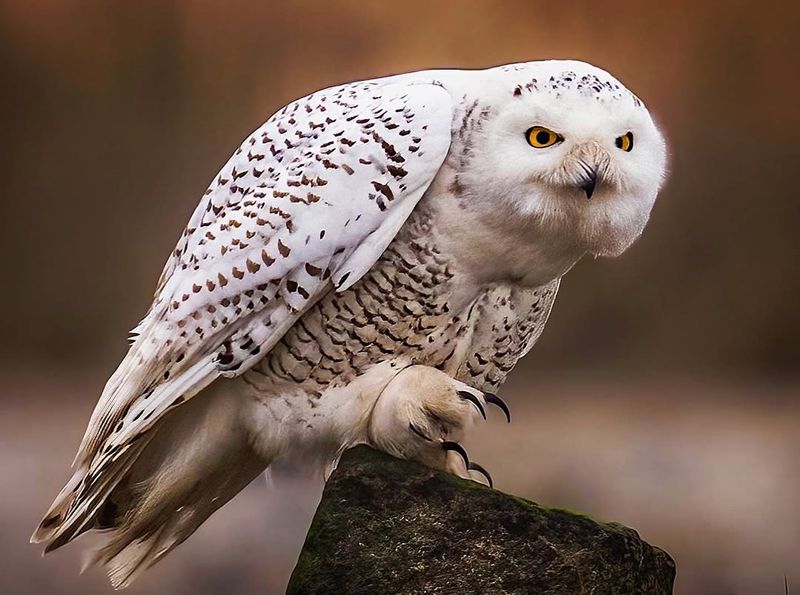 Conservation Status Raises Awareness