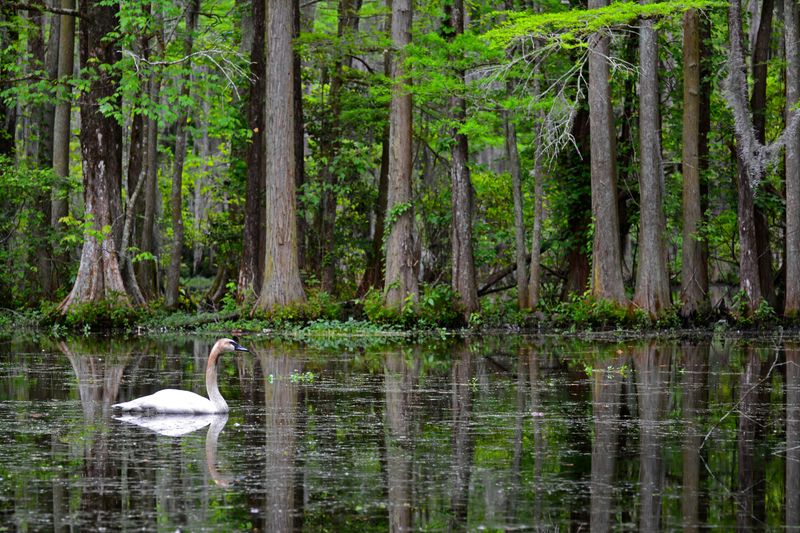 Swan Lake Iris Gardens