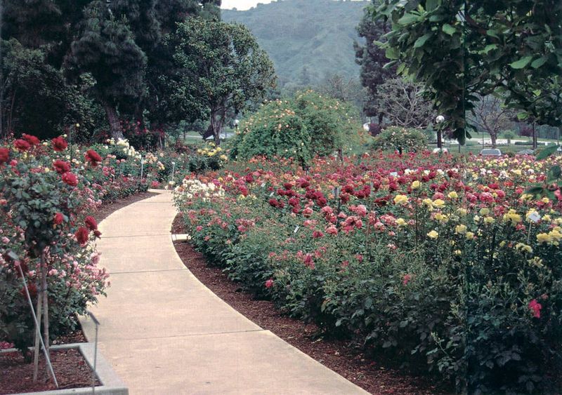 Pageant Of Roses Garden In Whittier
